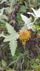 Gaillardia megapotamica