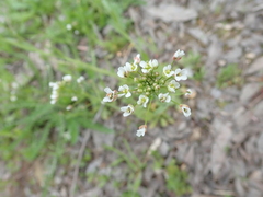 Capsella bursa-pastoris