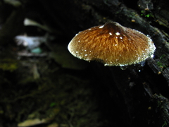 Pluteus granularis