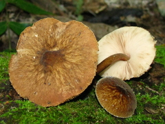 Pluteus granularis
