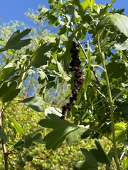Populus deltoides wislizenii