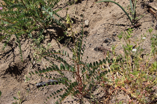 Image of Astragalus deanei by (c) Millie Basden, some rights reserved (CC BY)