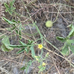 Cucumis anguria