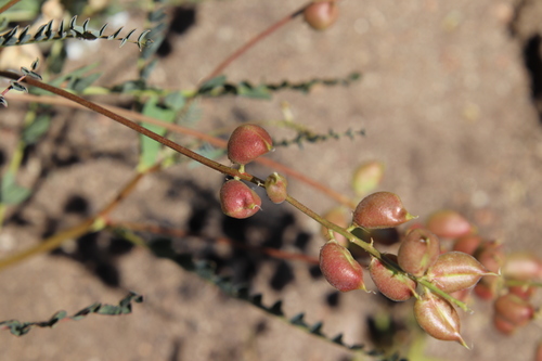 dean's milkvetch (Astragalus deanei)