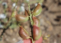 Astragalus deanei