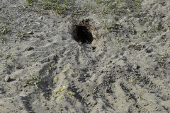 Spermophilus erythrogenys