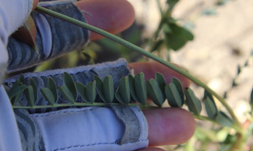Image of Astragalus deanei by (c) Millie Basden, some rights reserved (CC BY)