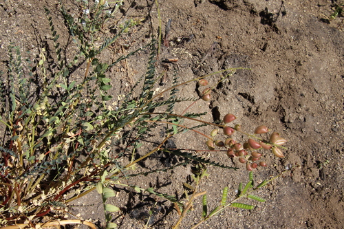 Image of Astragalus deanei by (c) Millie Basden, some rights reserved (CC BY)