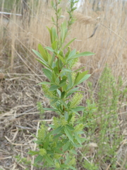 Salix