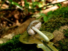 Pluteus americanus