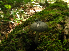 Pluteus americanus