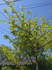 Ginkgoopsida