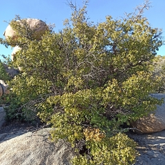 Quercus peninsularis