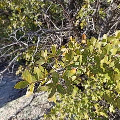 Quercus peninsularis