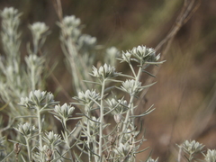 Tetradymia comosa