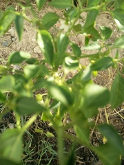 Capsicum frutescens