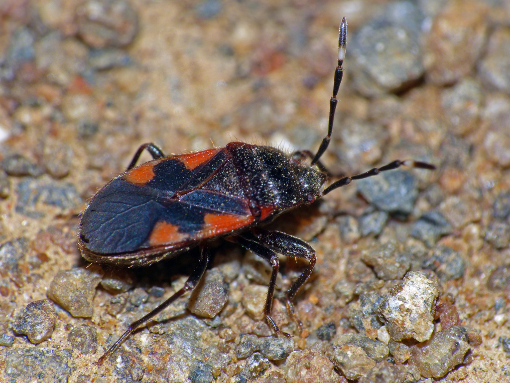 Delacampius lateralis