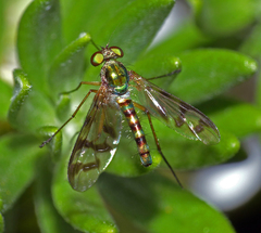 Heteropsilopus ingenuus