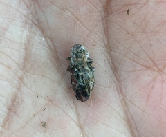 Chrysobothris viridiimpressa