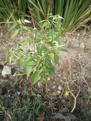Capsicum frutescens