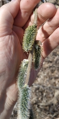 Salix cinerea