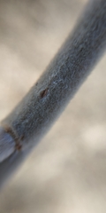 Salix cinerea