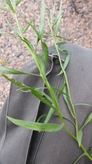 Gaillardia megapotamica