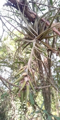 Tillandsia pohliana
