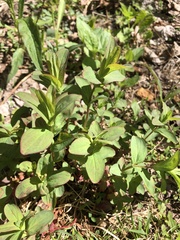 Silene stellata