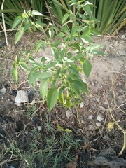 Capsicum frutescens