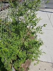 Ulmus pumila