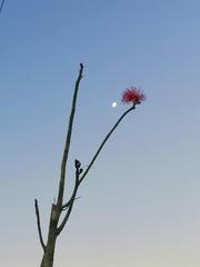 Pseudobombax ellipticum