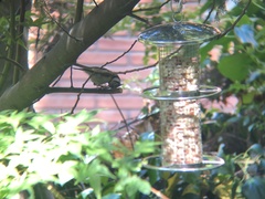Lophophanes cristatus