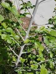 Ulmus pumila