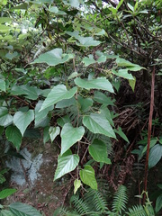 Vitis kelungensis