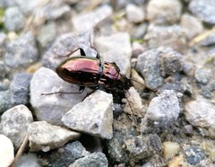 Pterostichus burmeisteri