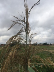 Phragmites australis