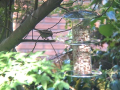Lophophanes cristatus