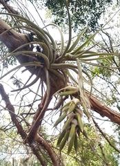 Tillandsia pohliana