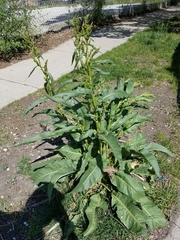 Rumex crispus