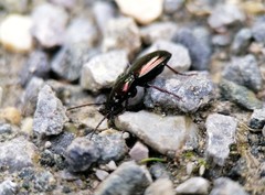 Pterostichus burmeisteri