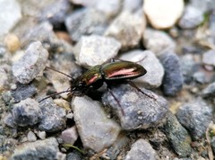 Pterostichus burmeisteri