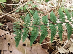 Myriopteris alabamensis