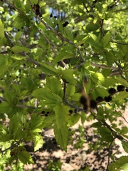 Ulmus pumila