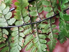 Myriopteris alabamensis