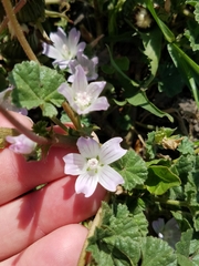 Malva neglecta