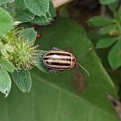 Kuschelina petaurista