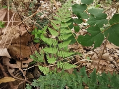 Myriopteris alabamensis