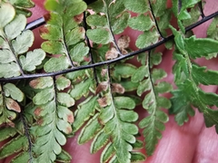 Myriopteris alabamensis