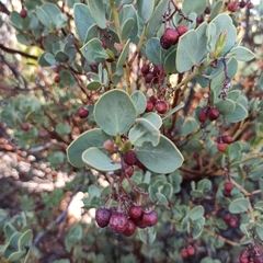 Arctostaphylos peninsularis